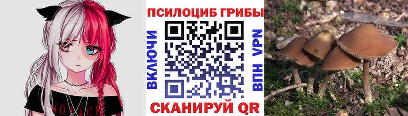 Галлюциногенные грибы Psilocybine cubensis  Кингисепп 